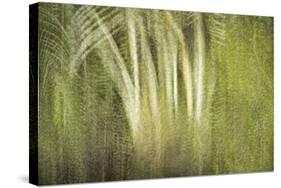 Multiple Exposure of Florida Palm Trees in Water-Rona Schwarz-Stretched Canvas