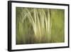 Multiple Exposure of Florida Palm Trees in Water-Rona Schwarz-Framed Photographic Print