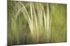 Multiple Exposure of Florida Palm Trees in Water-Rona Schwarz-Mounted Photographic Print