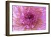 Multiple exposure of gerber daisy.-Adam Jones-Framed Photographic Print