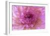 Multiple exposure of gerber daisy.-Adam Jones-Framed Photographic Print