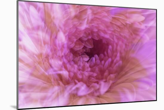 Multiple exposure of gerber daisy.-Adam Jones-Mounted Photographic Print