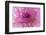 Multiple exposure of gerber daisy.-Adam Jones-Framed Premium Photographic Print