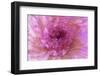 Multiple exposure of gerber daisy.-Adam Jones-Framed Premium Photographic Print