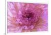 Multiple exposure of gerber daisy.-Adam Jones-Framed Photographic Print