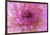 Multiple exposure of gerber daisy.-Adam Jones-Framed Photographic Print