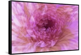 Multiple exposure of gerber daisy.-Adam Jones-Framed Stretched Canvas