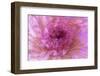 Multiple exposure of gerber daisy.-Adam Jones-Framed Photographic Print