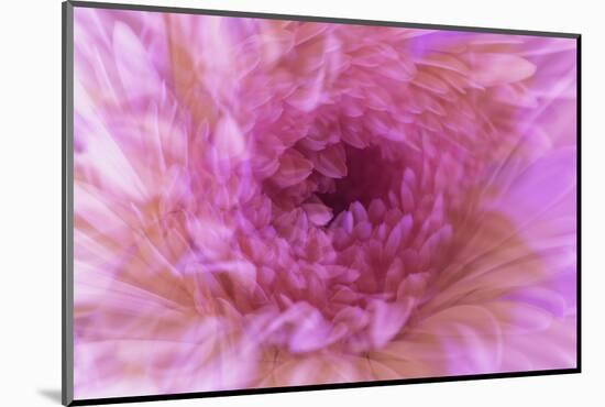 Multiple exposure of gerber daisy.-Adam Jones-Mounted Photographic Print