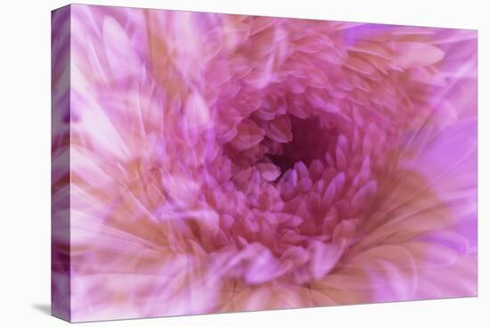 Multiple exposure of gerber daisy.-Adam Jones-Stretched Canvas