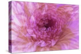 Multiple exposure of gerber daisy.-Adam Jones-Stretched Canvas