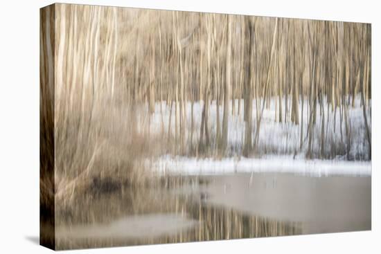 Multiple Exposure of Trees in Winter, Eagle Creek Park, Indiana-Rona Schwarz-Stretched Canvas