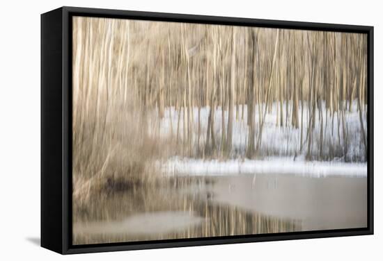 Multiple Exposure of Trees in Winter, Eagle Creek Park, Indiana-Rona Schwarz-Framed Stretched Canvas