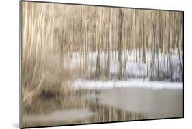 Multiple Exposure of Trees in Winter, Eagle Creek Park, Indiana-Rona Schwarz-Mounted Photographic Print