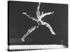 Multiple Exposure Shot of a Gymnast Jumping on a Trampoline-J^ R^ Eyerman-Stretched Canvas