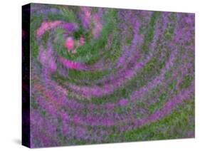 Multiple Exposure Swirl of Purple Petunias, Arlington, Virginia, USA-Corey Hilz-Stretched Canvas