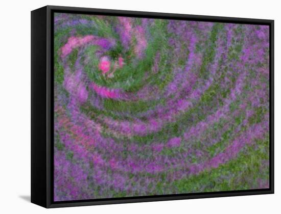 Multiple Exposure Swirl of Purple Petunias, Arlington, Virginia, USA-Corey Hilz-Framed Stretched Canvas