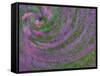 Multiple Exposure Swirl of Purple Petunias, Arlington, Virginia, USA-Corey Hilz-Framed Stretched Canvas