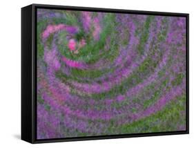 Multiple Exposure Swirl of Purple Petunias, Arlington, Virginia, USA-Corey Hilz-Framed Stretched Canvas