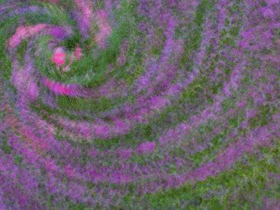 https://imgc.allpostersimages.com/img/posters/multiple-exposure-swirl-of-purple-petunias-arlington-virginia-usa_u-L-P85HG80.jpg?artPerspective=n