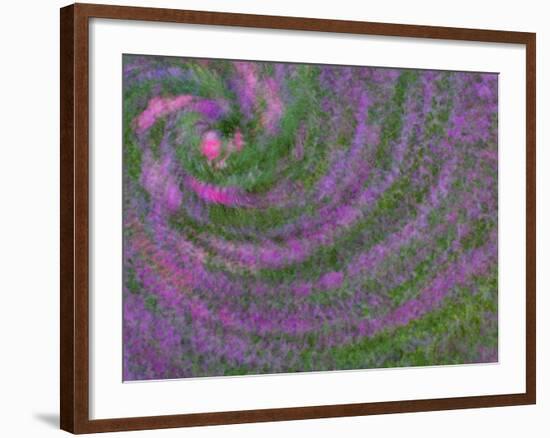 Multiple Exposure Swirl of Purple Petunias, Arlington, Virginia, USA-Corey Hilz-Framed Photographic Print