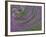 Multiple Exposure Swirl of Purple Petunias, Arlington, Virginia, USA-Corey Hilz-Framed Photographic Print