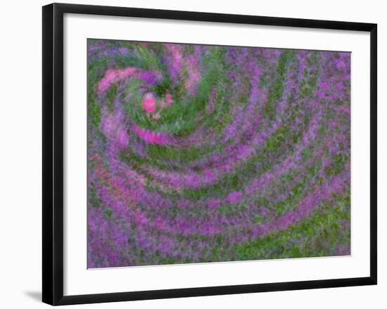 Multiple Exposure Swirl of Purple Petunias, Arlington, Virginia, USA-Corey Hilz-Framed Photographic Print