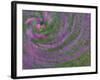 Multiple Exposure Swirl of Purple Petunias, Arlington, Virginia, USA-Corey Hilz-Framed Photographic Print