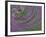 Multiple Exposure Swirl of Purple Petunias, Arlington, Virginia, USA-Corey Hilz-Framed Photographic Print