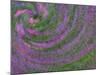 Multiple Exposure Swirl of Purple Petunias, Arlington, Virginia, USA-Corey Hilz-Mounted Photographic Print