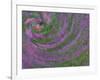 Multiple Exposure Swirl of Purple Petunias, Arlington, Virginia, USA-Corey Hilz-Framed Photographic Print