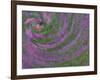 Multiple Exposure Swirl of Purple Petunias, Arlington, Virginia, USA-Corey Hilz-Framed Photographic Print