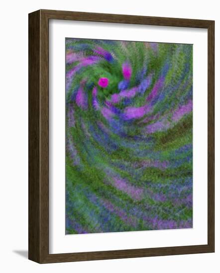 Multiple Exposure Swirl of Purple Petunias, Arlington, Virginia, USA-Corey Hilz-Framed Photographic Print