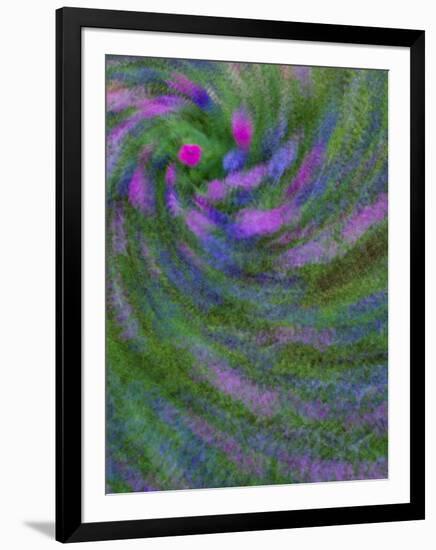 Multiple Exposure Swirl of Purple Petunias, Arlington, Virginia, USA-Corey Hilz-Framed Photographic Print