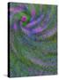 Multiple Exposure Swirl of Purple Petunias, Arlington, Virginia, USA-Corey Hilz-Stretched Canvas