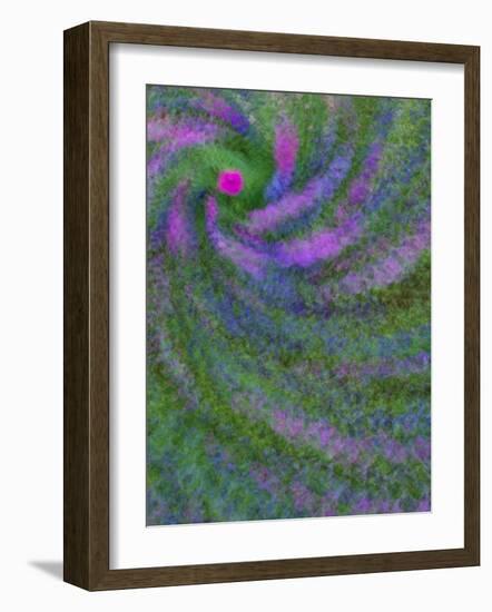 Multiple Exposure Swirl of Purple Petunias, Arlington, Virginia, USA-Corey Hilz-Framed Photographic Print