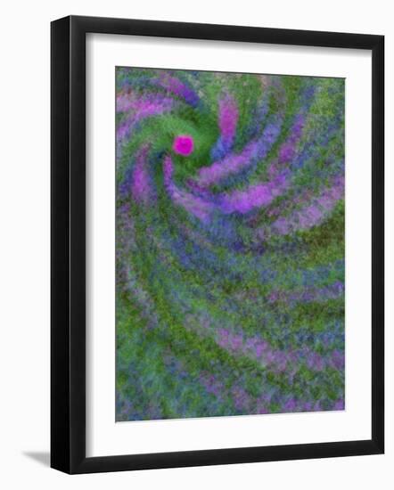 Multiple Exposure Swirl of Purple Petunias, Arlington, Virginia, USA-Corey Hilz-Framed Photographic Print