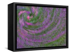 Multiple Exposure Swirl of Purple Petunias, Arlington, Virginia, USA-Corey Hilz-Framed Stretched Canvas