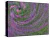 Multiple Exposure Swirl of Purple Petunias, Arlington, Virginia, USA-Corey Hilz-Stretched Canvas