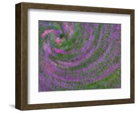 Multiple Exposure Swirl of Purple Petunias, Arlington, Virginia, USA-Corey Hilz-Framed Photographic Print