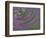 Multiple Exposure Swirl of Purple Petunias, Arlington, Virginia, USA-Corey Hilz-Framed Photographic Print