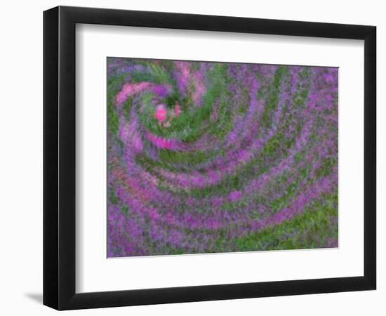 Multiple Exposure Swirl of Purple Petunias, Arlington, Virginia, USA-Corey Hilz-Framed Photographic Print