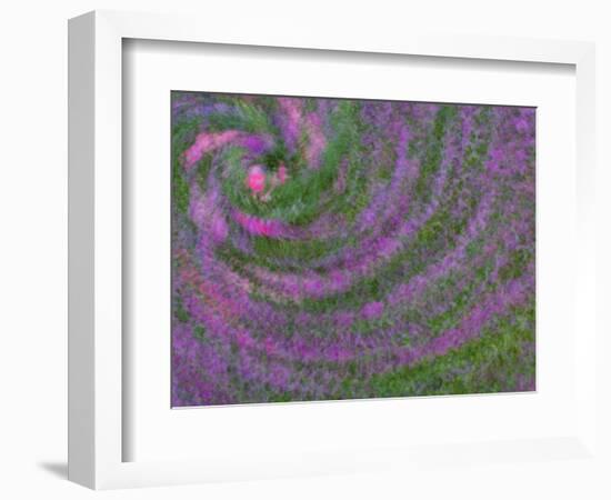 Multiple Exposure Swirl of Purple Petunias, Arlington, Virginia, USA-Corey Hilz-Framed Photographic Print