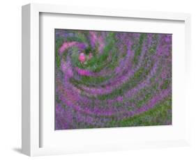 Multiple Exposure Swirl of Purple Petunias, Arlington, Virginia, USA-Corey Hilz-Framed Photographic Print