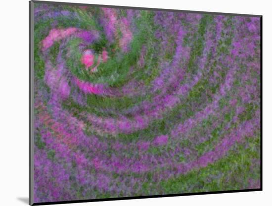 Multiple Exposure Swirl of Purple Petunias, Arlington, Virginia, USA-Corey Hilz-Mounted Photographic Print