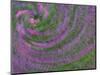 Multiple Exposure Swirl of Purple Petunias, Arlington, Virginia, USA-Corey Hilz-Mounted Photographic Print
