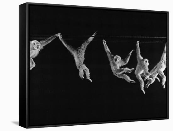 Multiple Exposures of Monkey Swinging-Ralph Morse-Framed Stretched Canvas