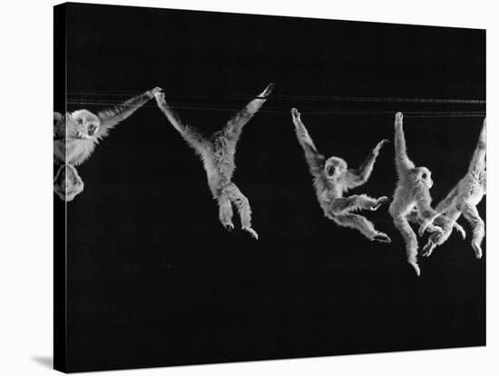 Multiple Exposures of Monkey Swinging-Ralph Morse-Stretched Canvas