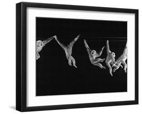 Multiple Exposures of Monkey Swinging-Ralph Morse-Framed Photographic Print