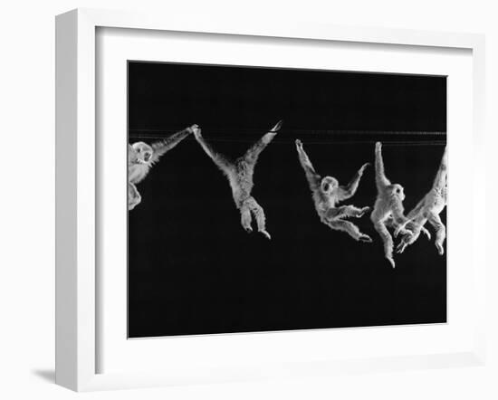 Multiple Exposures of Monkey Swinging-Ralph Morse-Framed Photographic Print